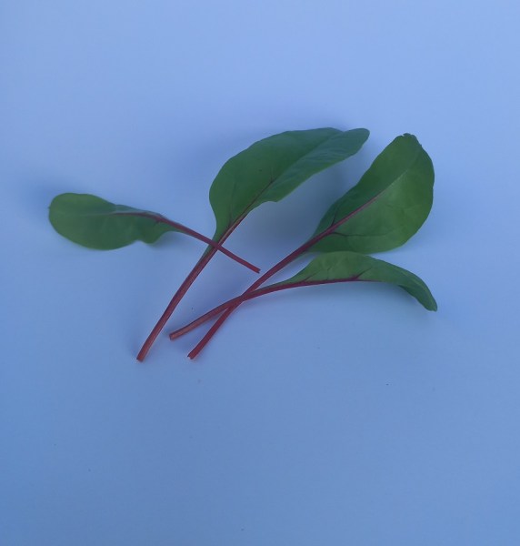mangold cerveny listky